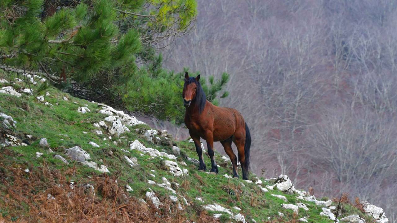 parcoregionaletaburno.jpg